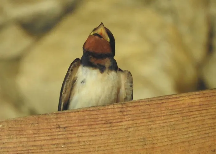 Exo Log 别墅 Jezero (Konjic)